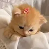 _hgthuyvan09_