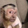 monke1931