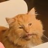snoop_b_catt