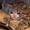 catmeowmingg