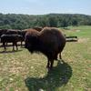 greatwhitebuffalo1990