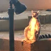 scatmandaddy