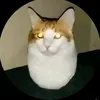 eggcat205