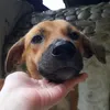 squieashy
