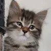 nikita_catstar