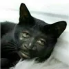 _taaa28