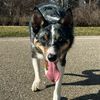 kota_thecollie