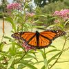 susubutterfly