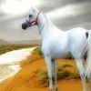 oud_707