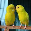jalalibirdspets0