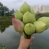 phuongvan244