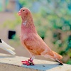 pigeonlover742