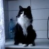 cow_cat_leo