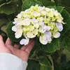 phamnghi0403