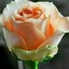 maria.qibtia.mq