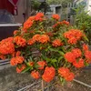 vandong607