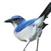 scrubjay