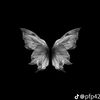 turtle_dove0