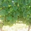 doudounedoune1