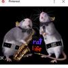 gangster_prankter_rats