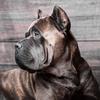 Cash_canecorso