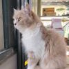 charint_2514