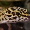 leopardgecko_malou