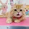 itomnam