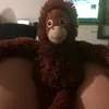 corcorpas