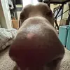 ampz_i
