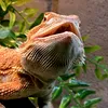 pogonamomma