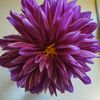dahliaiterations