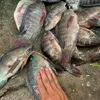 Thợ_Săn_Cá
