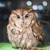 kuuowl