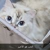 nadosh8880