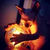 edimeow2020