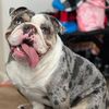 capone_minibulldog