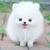 tngc_sgk777
