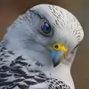 falcon_ksa_