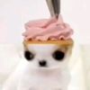 jellyliku