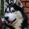 sheeba_the_husky