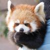 i_love_red_panda_555