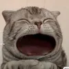 chi_chu08