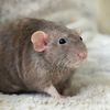 Biggie_monkey_rats