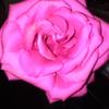 rose_4351