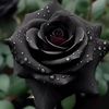 zahrabatool_haidry110
