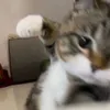 mozokaa