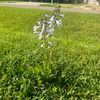 angellistica