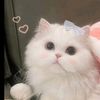 cookieez_1
