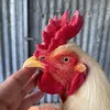 traigaquocvy